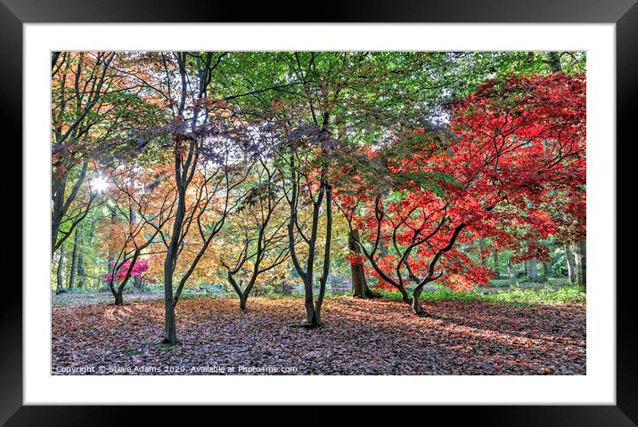 Autumn Colours Framed Mounted Print by Steve Adams