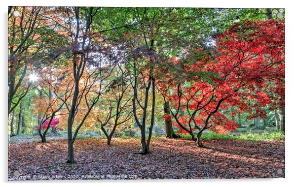 Autumn Colours Acrylic by Steve Adams
