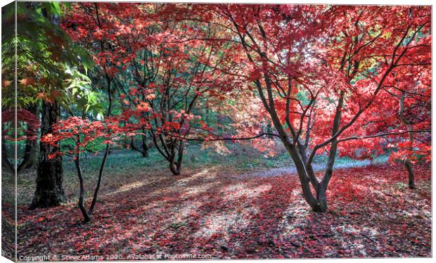 Autumn Colours  Canvas Print by Steve Adams