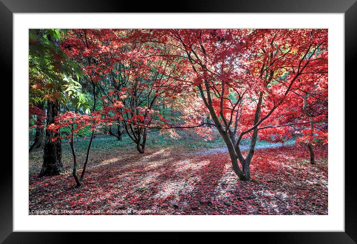 Autumn Colours  Framed Mounted Print by Steve Adams