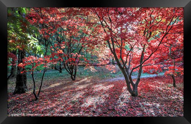 Autumn Colours  Framed Print by Steve Adams
