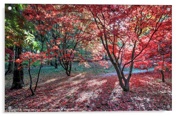 Autumn Colours  Acrylic by Steve Adams