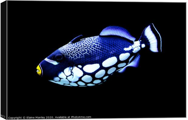 Coral Reef Beauty    Clown Triggerfish Canvas Print by Elaine Manley