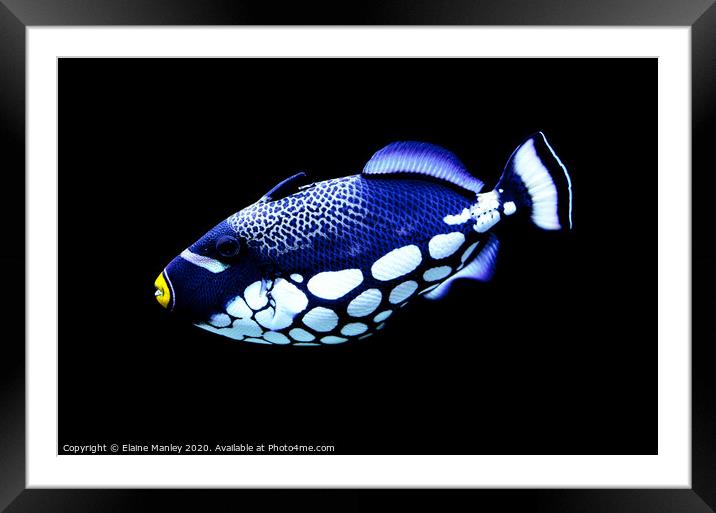 Coral Reef Beauty    Clown Triggerfish Framed Mounted Print by Elaine Manley