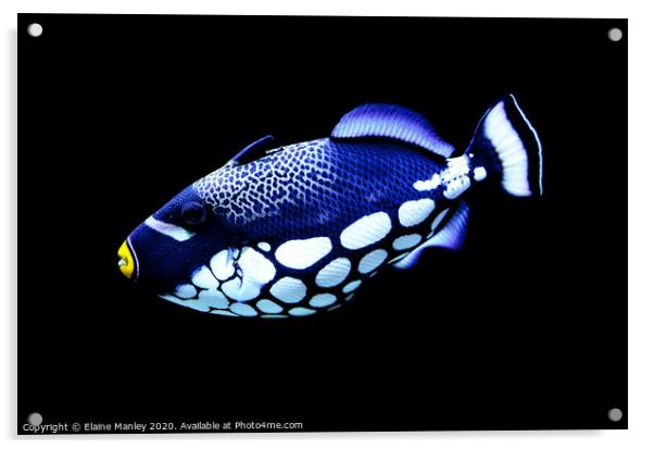 Coral Reef Beauty    Clown Triggerfish Acrylic by Elaine Manley