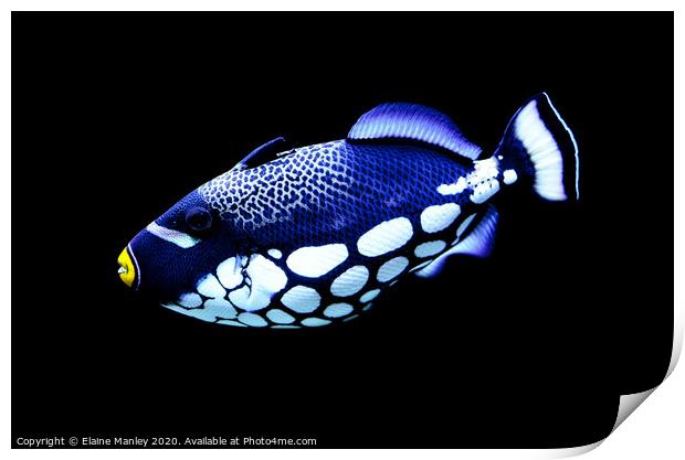 Coral Reef Beauty    Clown Triggerfish Print by Elaine Manley