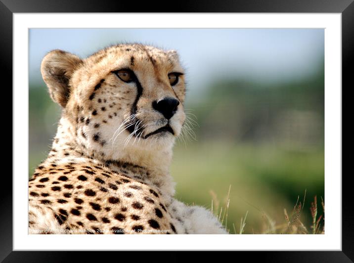 a portrait of a Cheetah  Framed Mounted Print by Richard Ashbee