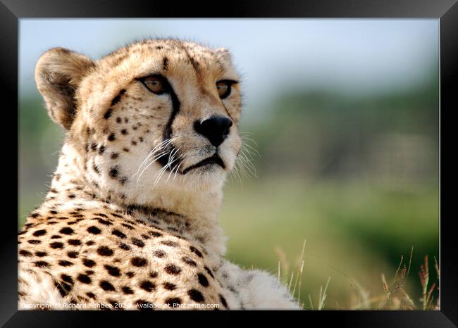 a portrait of a Cheetah  Framed Print by Richard Ashbee