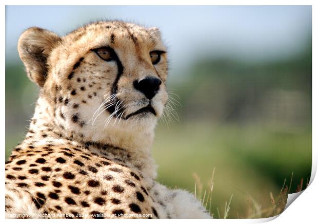 a portrait of a Cheetah  Print by Richard Ashbee