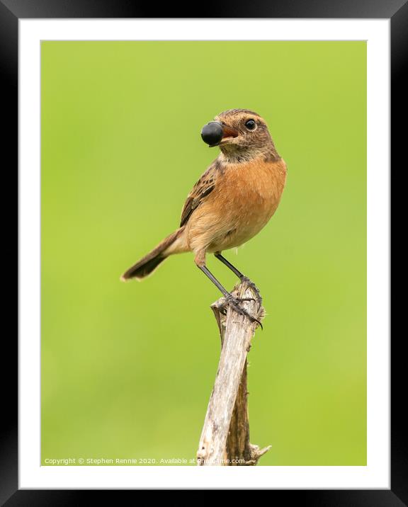 European Stonechat with a Nightshade berry Framed Mounted Print by Stephen Rennie