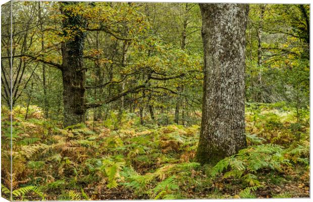 Autumn Woods in the Forest of Dean Gloucestershire Canvas Print by Nick Jenkins