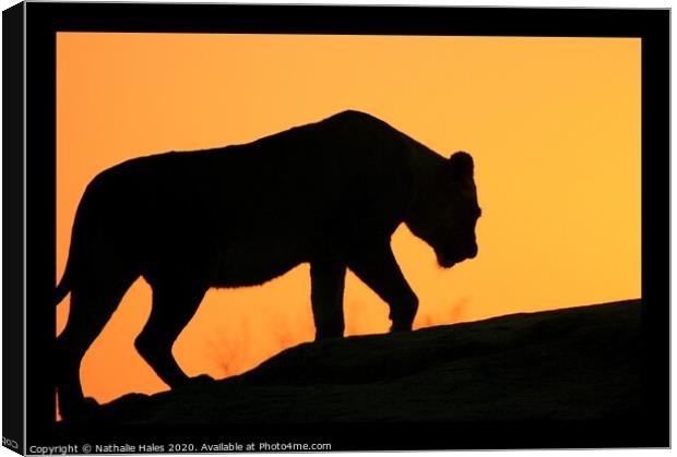 Silhouette of a Lioness Canvas Print by Nathalie Hales