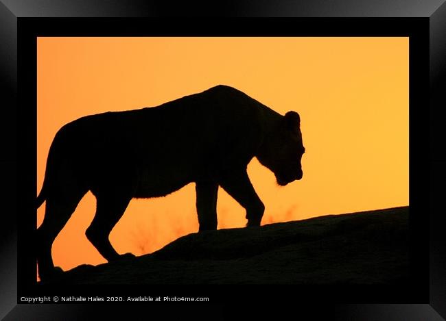 Silhouette of a Lioness Framed Print by Nathalie Hales
