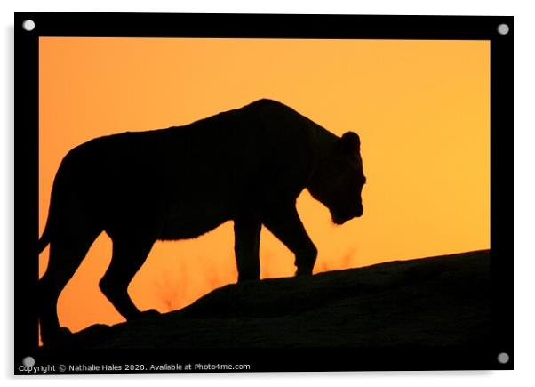Silhouette of a Lioness Acrylic by Nathalie Hales