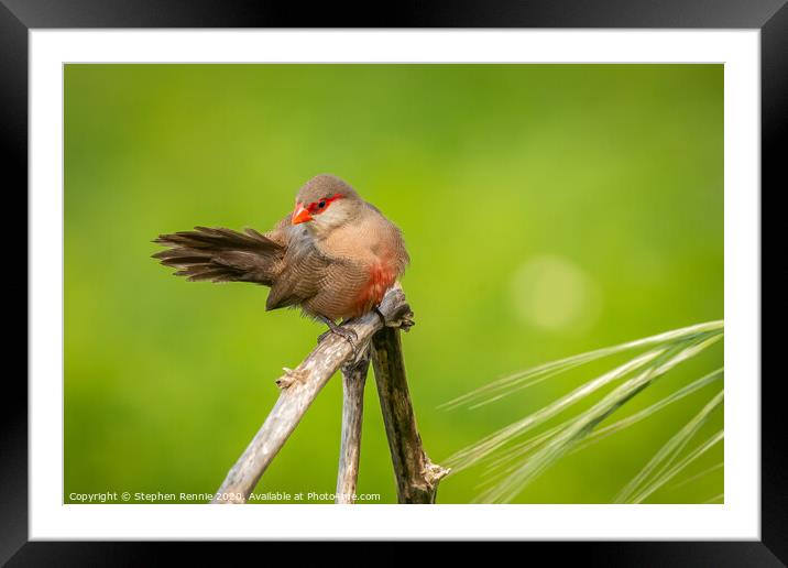 Common Waxbill Framed Mounted Print by Stephen Rennie