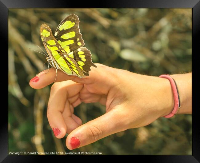 Butterfly Sitting on Woman Finger Framed Print by Daniel Ferreira-Leite
