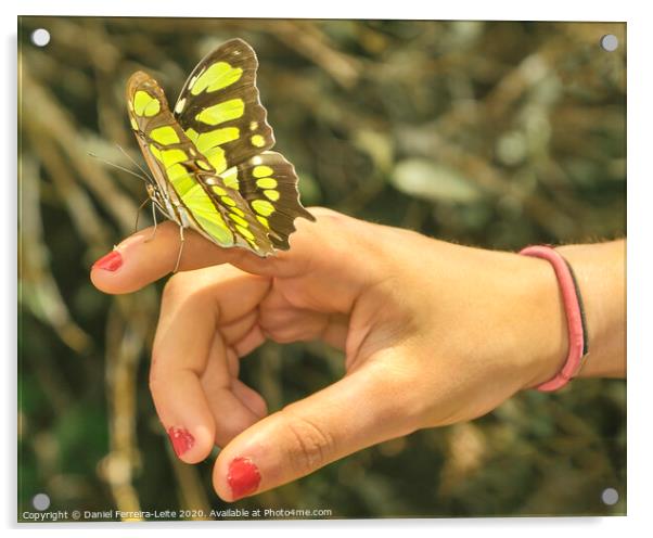 Butterfly Sitting on Woman Finger Acrylic by Daniel Ferreira-Leite