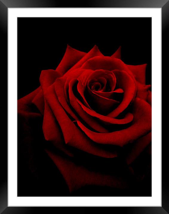 red velvet petals Framed Mounted Print by Heather Newton