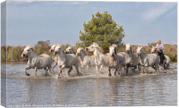 White Horse's of Camargue   Canvas Print by Holly Burgess