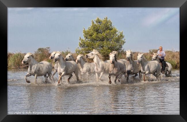White Horse's of Camargue   Framed Print by Holly Burgess