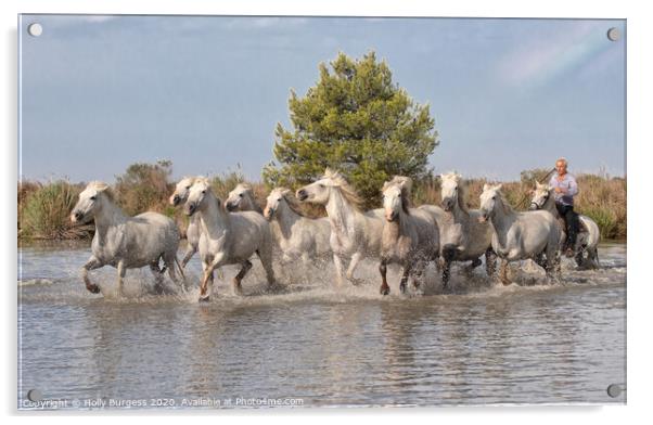 White Horse's of Camargue   Acrylic by Holly Burgess