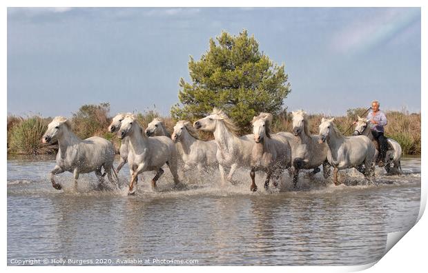 White Horse's of Camargue   Print by Holly Burgess