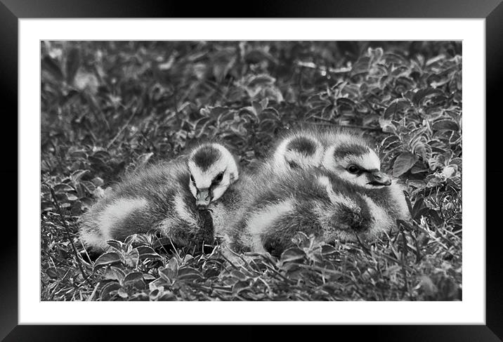 Ducklings Framed Mounted Print by Dawn O'Connor