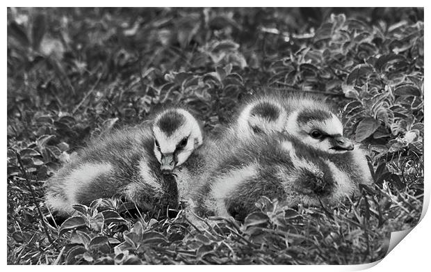 Ducklings Print by Dawn O'Connor