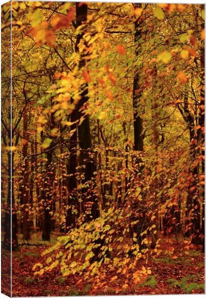 Autumn Colour Canvas Print by Simon Johnson