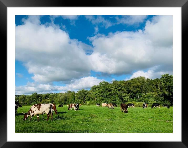 Cows happily grazing  Framed Mounted Print by Ruth Williams