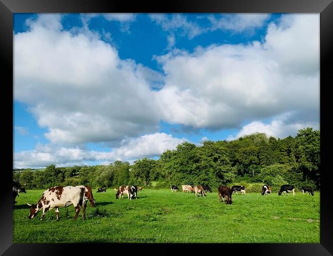 Cows happily grazing  Framed Print by Ruth Williams