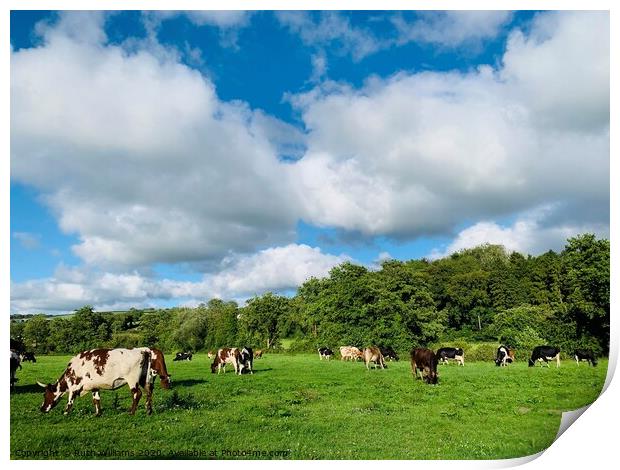 Cows happily grazing  Print by Ruth Williams