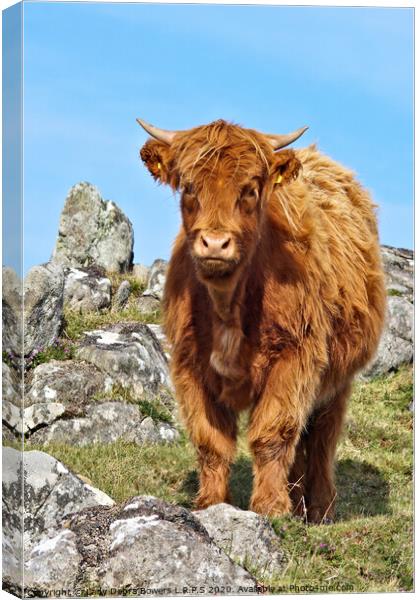 A young highland  Canvas Print by Lady Debra Bowers L.R.P.S