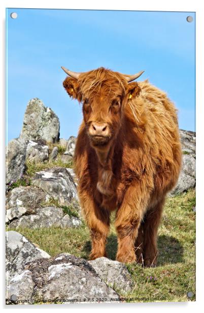 A young highland  Acrylic by Lady Debra Bowers L.R.P.S