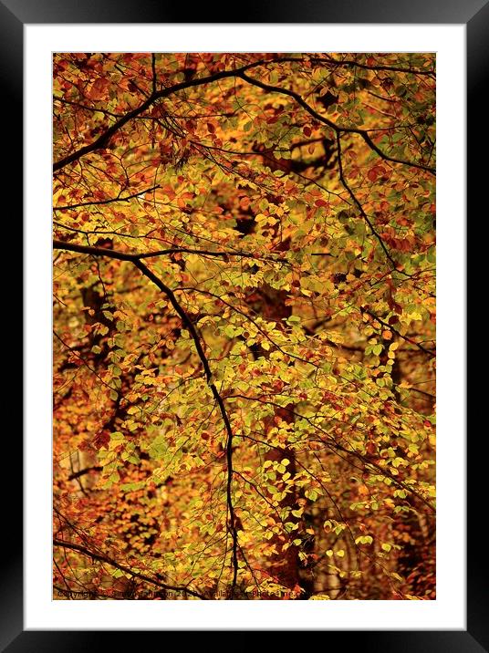 Autumn Beech Leaves Framed Mounted Print by Simon Johnson