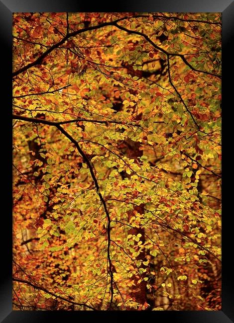 Autumn Beech Leaves Framed Print by Simon Johnson