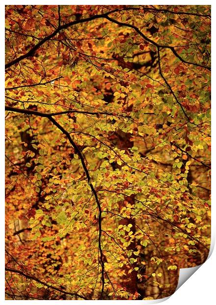 Autumn Beech Leaves Print by Simon Johnson
