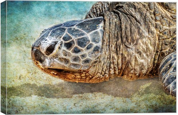 Green Sea Turtle Portrait Canvas Print by Belinda Greb