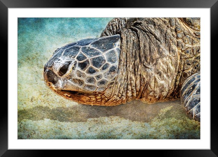 Green Sea Turtle Portrait Framed Mounted Print by Belinda Greb