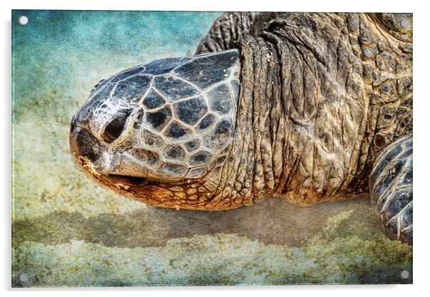 Green Sea Turtle Portrait Acrylic by Belinda Greb