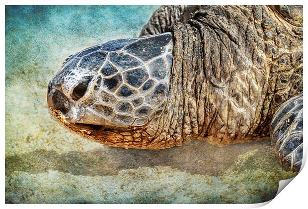 Green Sea Turtle Portrait Print by Belinda Greb