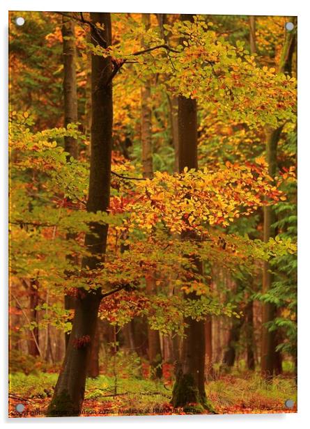 Beech Woodland Acrylic by Simon Johnson