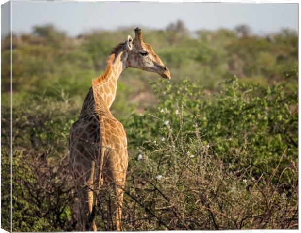 Young Giraffe at Damaraland, Namibia Canvas Print by Belinda Greb