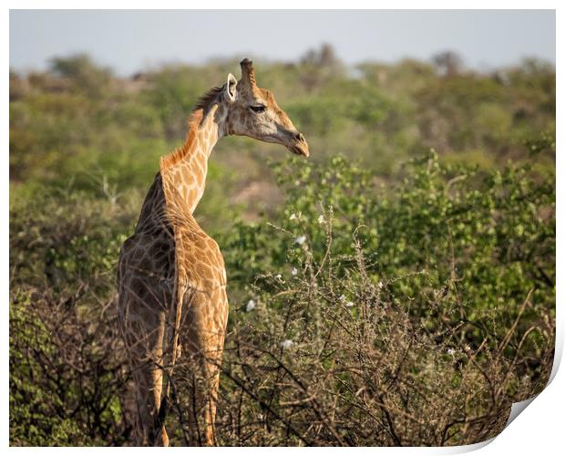 Young Giraffe at Damaraland, Namibia Print by Belinda Greb