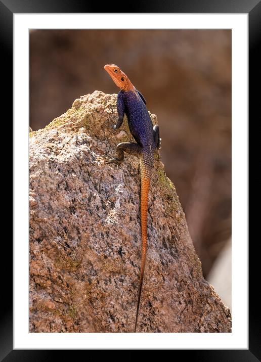 Male Namib Rock Agama Lizard Framed Mounted Print by Belinda Greb