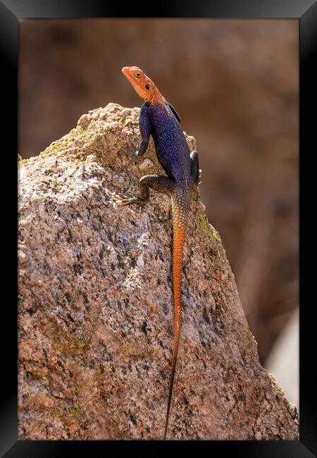 Male Namib Rock Agama Lizard Framed Print by Belinda Greb