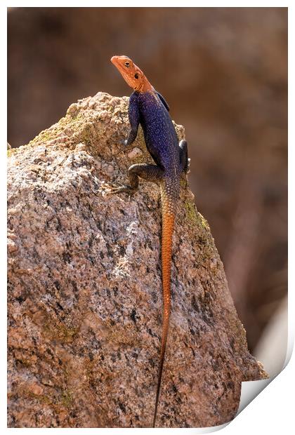 Male Namib Rock Agama Lizard Print by Belinda Greb