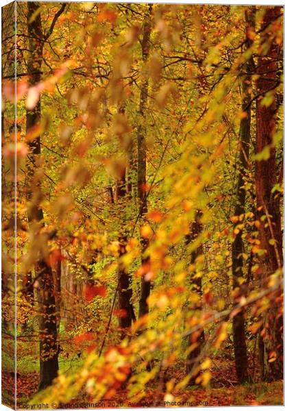 Autumn Woodland Canvas Print by Simon Johnson