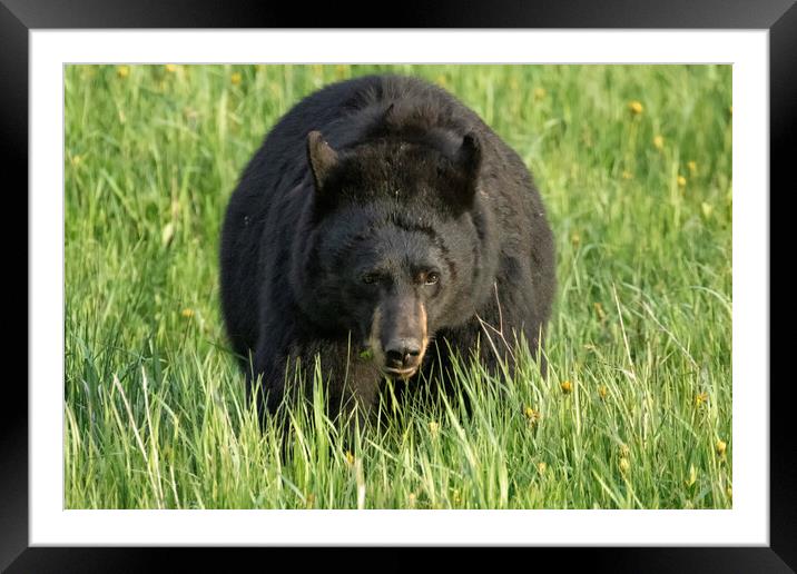 Black Bear Eating Grass in Yellowstone National Park Framed Mounted Print by Belinda Greb