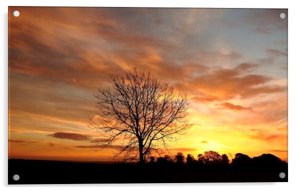 Isolated tree at sunrise Acrylic by Simon Johnson